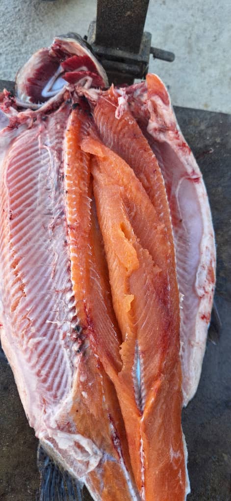 تهیه و فروش ماهی قزل‌آلا و سالمون