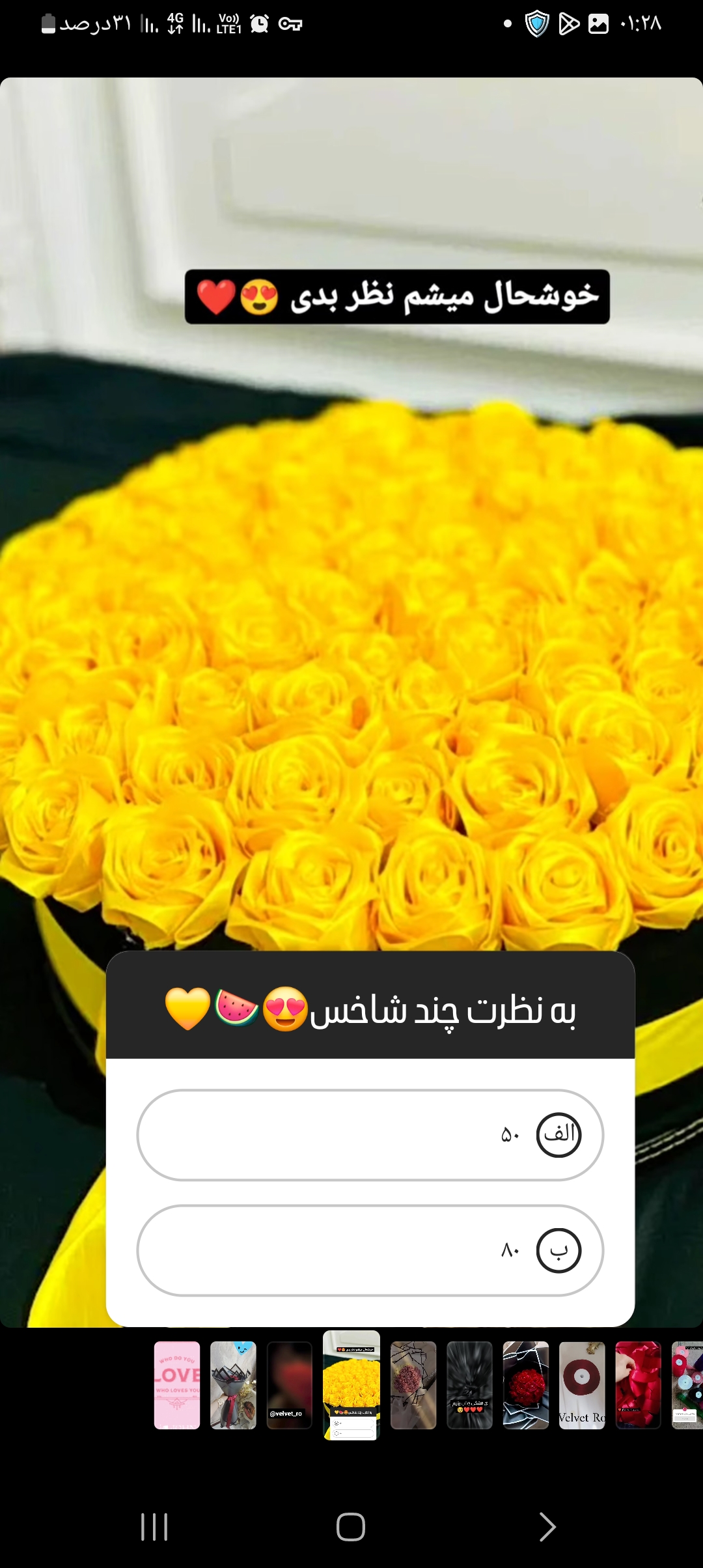 گل رز روبانی 