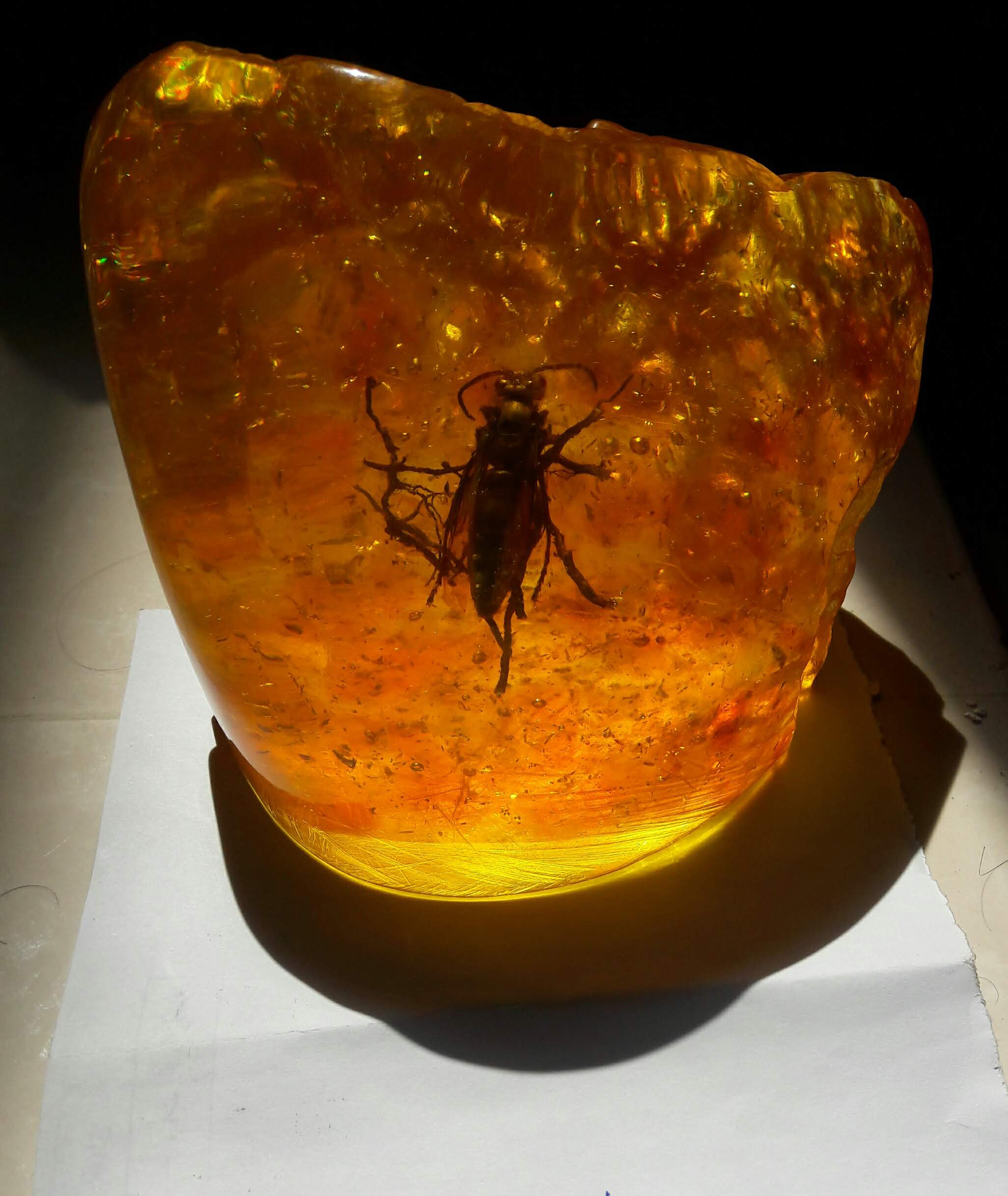 کهربای مهماندار