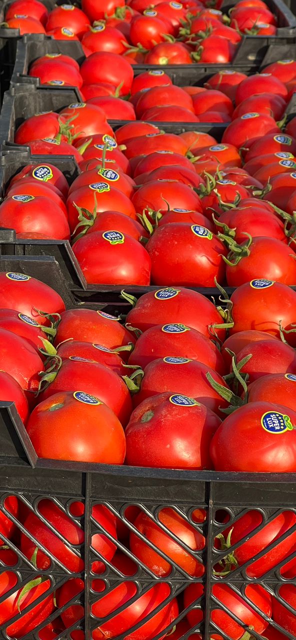 فروش گوجه فرنگی 