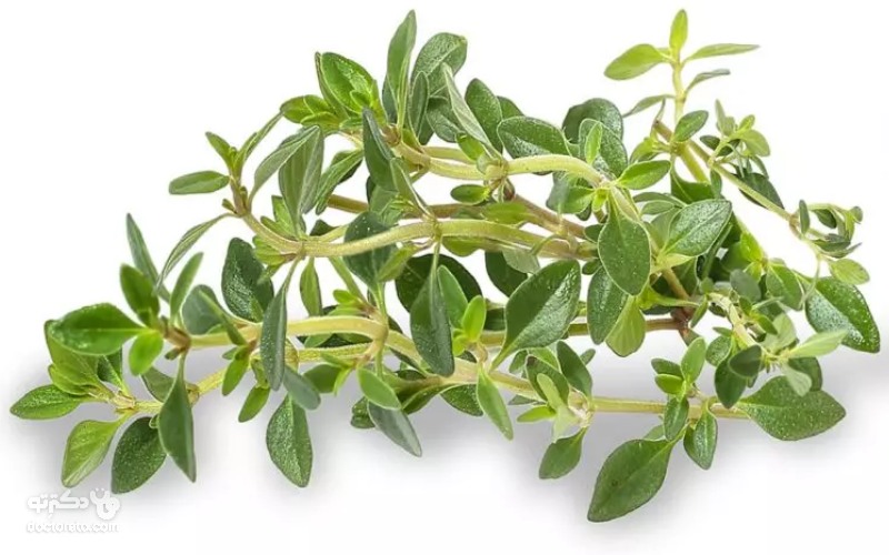 آویشن درجه یک 