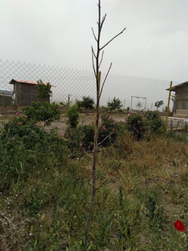 فروش زمین باغ ۴۰۰۰ متری در قزوین