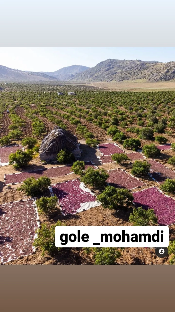 غنچه گل محمدی 
