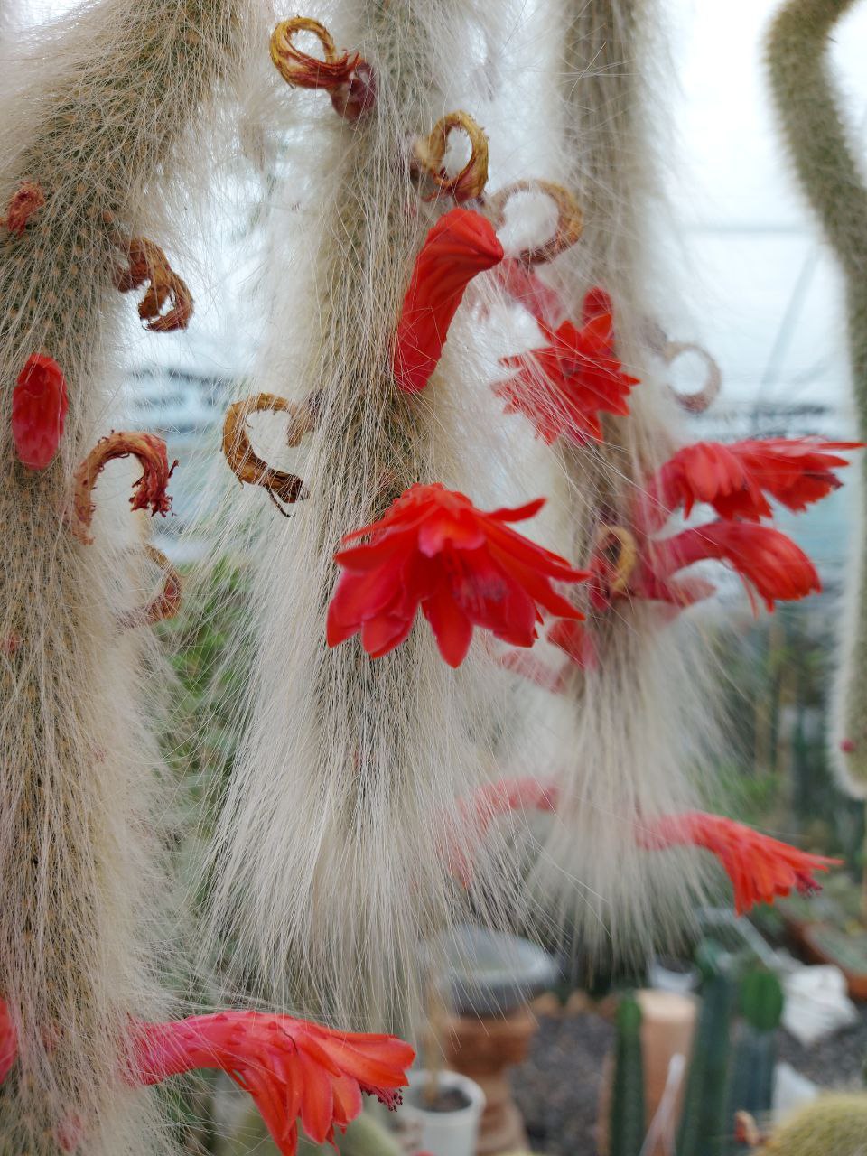 فروش کاکتوس کلکسیونی دم روباهی