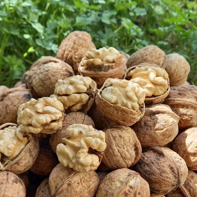 گردو تویسرکان