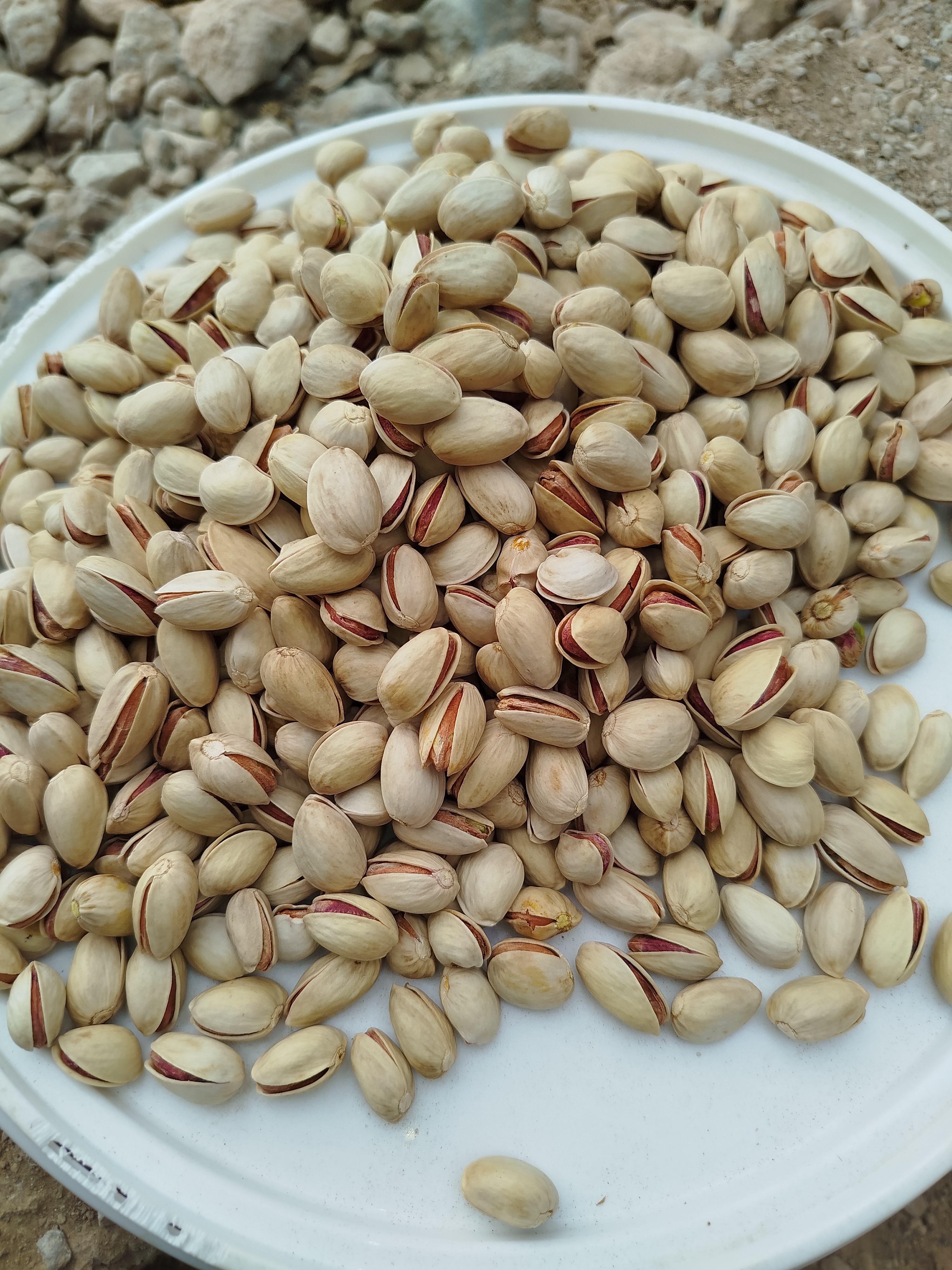 پسته درجه یک محصول کرمان