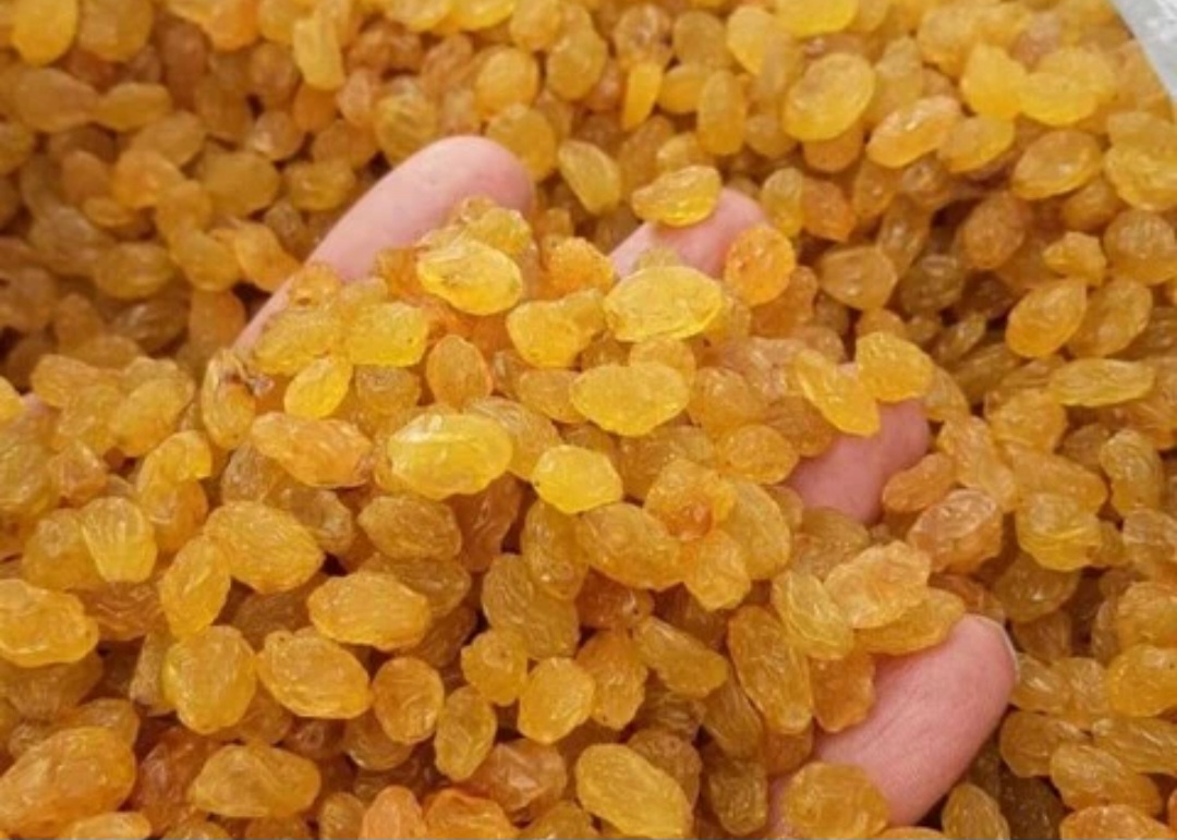 کشمش الذهبی شرط درجه الاولی 