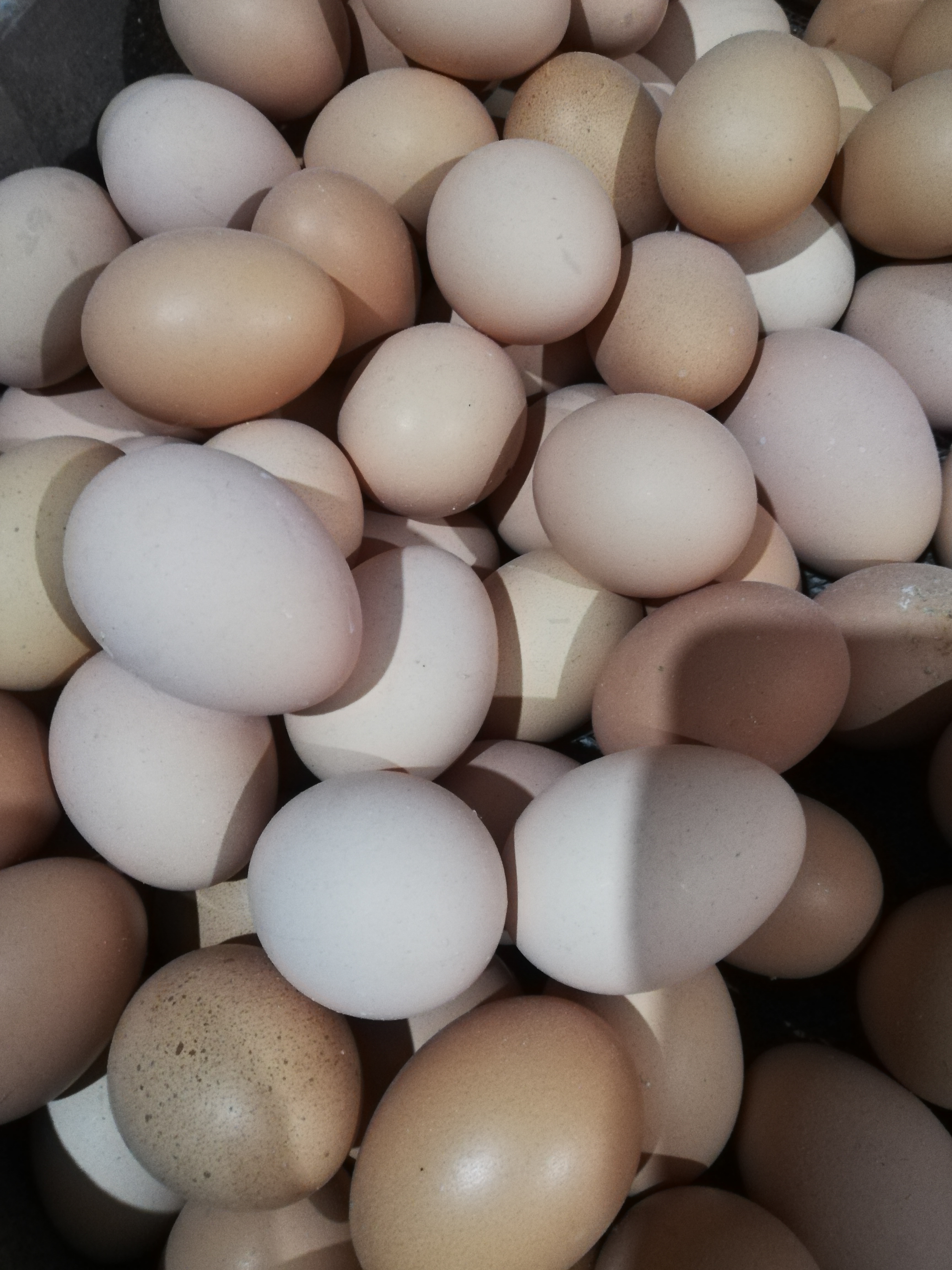 تخم مرغ محلی ارگانیک 