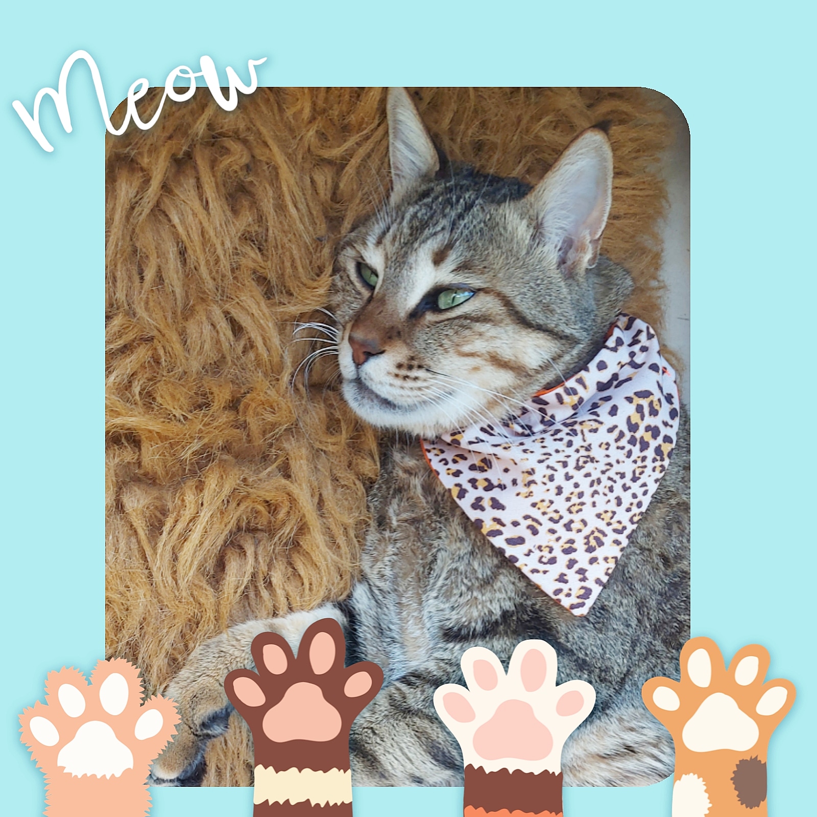 اکسسوری حیوانات خانگی