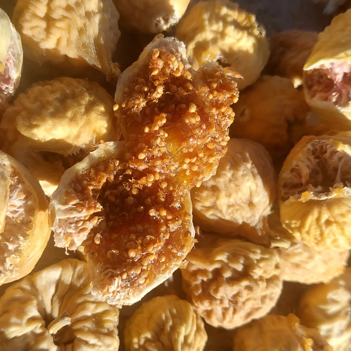 انجیر استهبان 