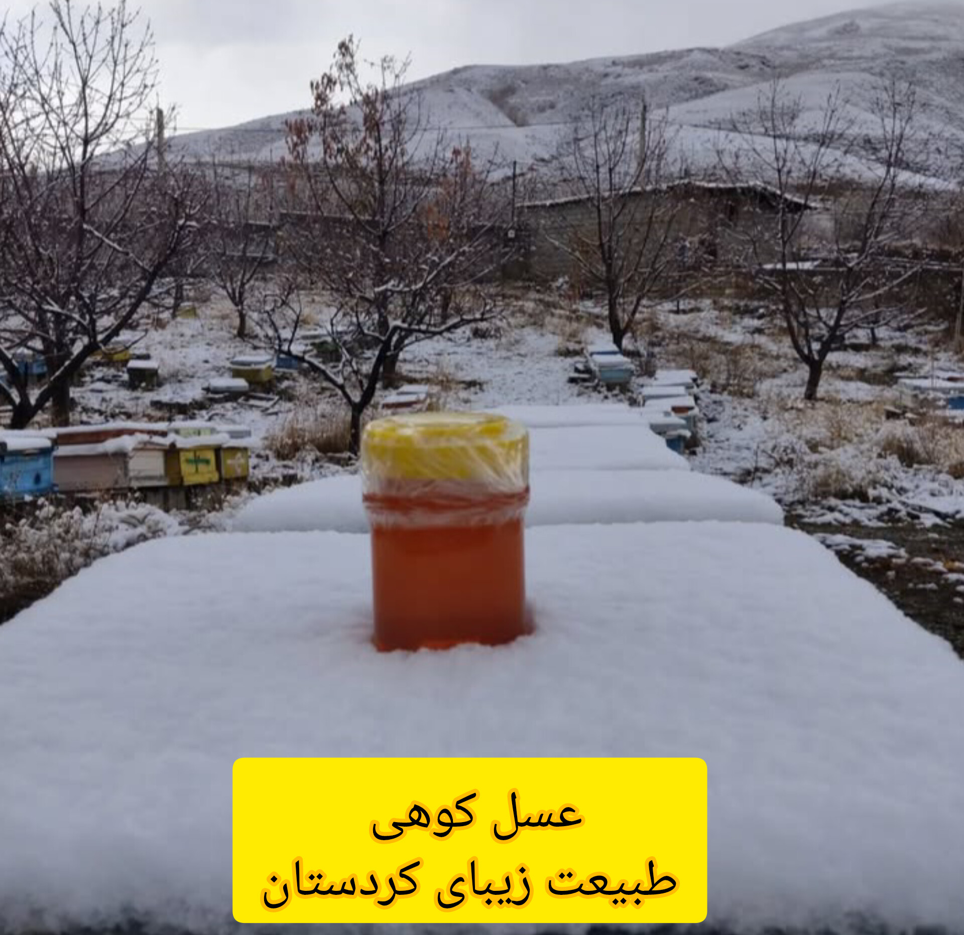 تامین کننده (خرما،عسل،زعفران)