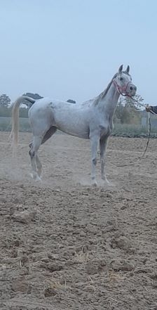 اسب ماده ترکی 