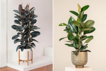 گل و گیاه آپارتمانی