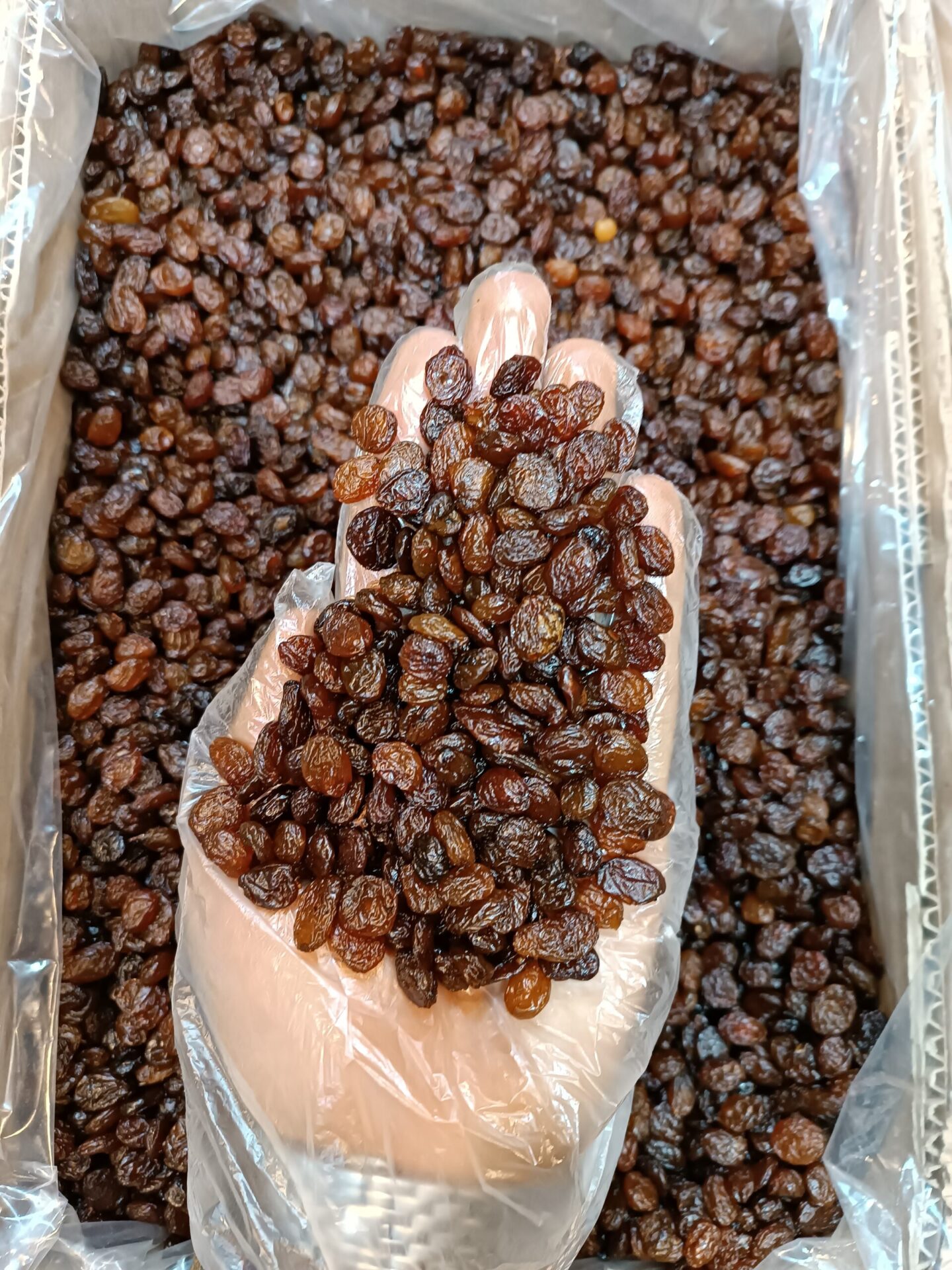 کشمش درجه 1 صادراتی
