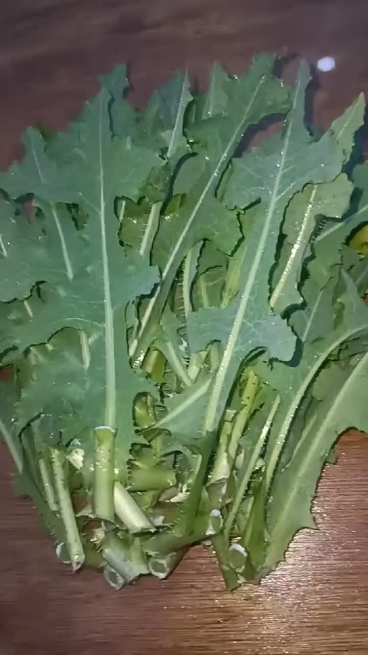 فروش کاهوی وحشی مناسب ترک اعتیاد