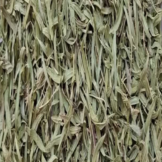 آویشن از کوه های استان ایلام