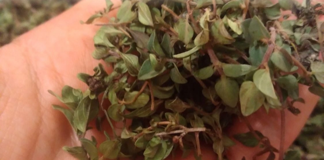 سبزی کوهی مراغه