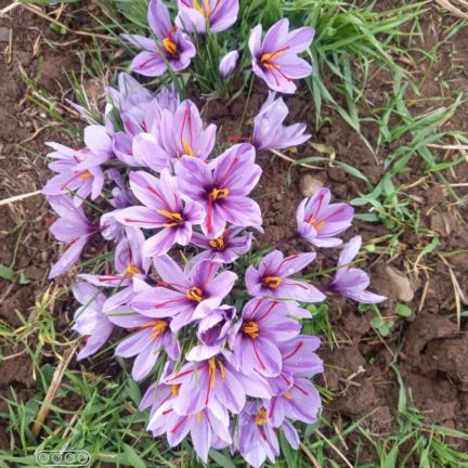 زعفران اصل ایران 