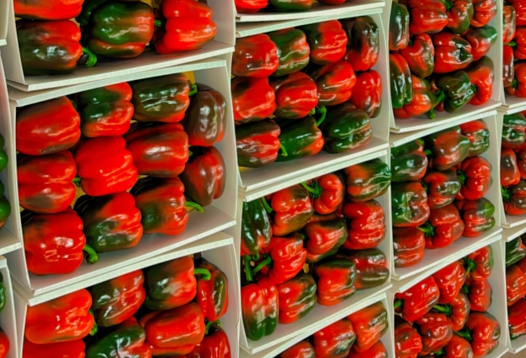 فروش انواع مرکبات پرتقال