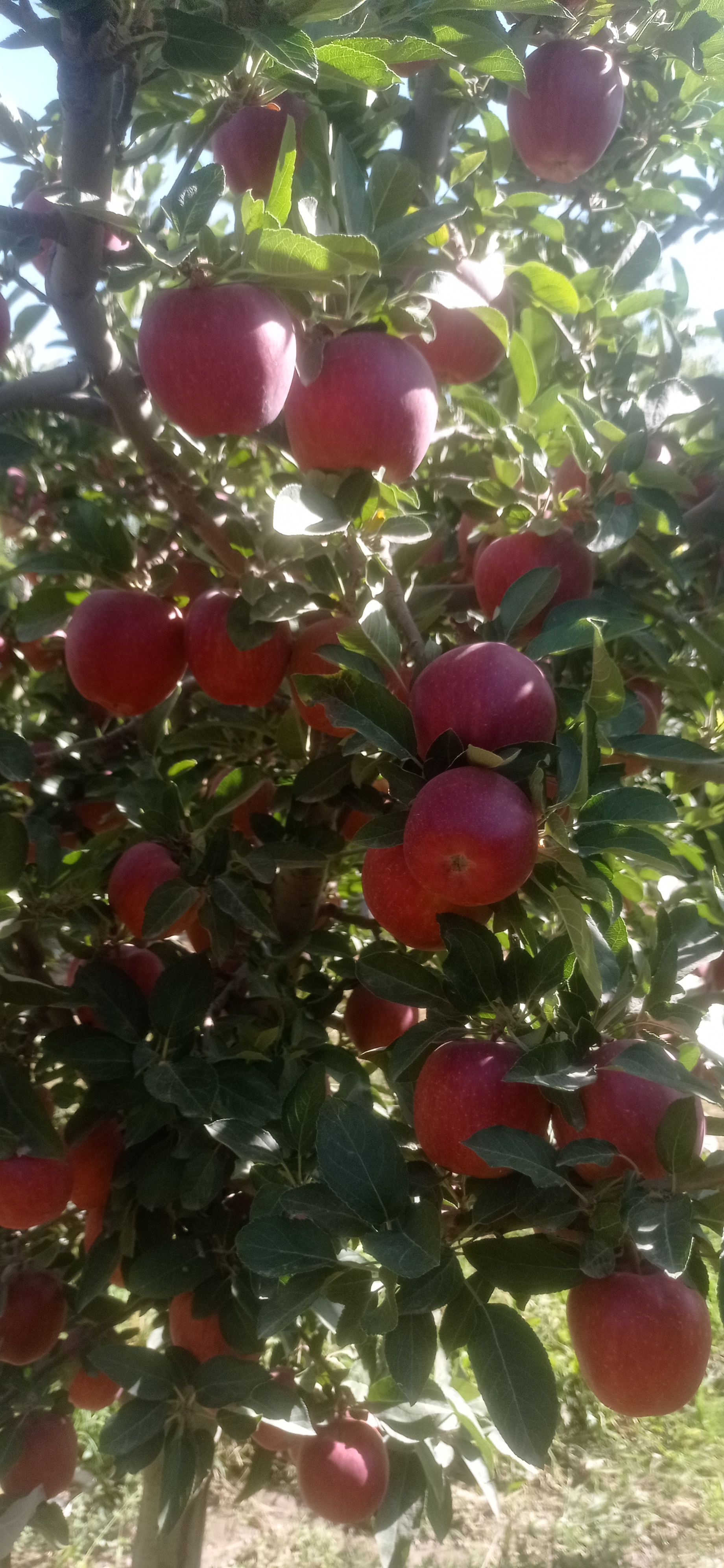 سیب قرمز و زرد 