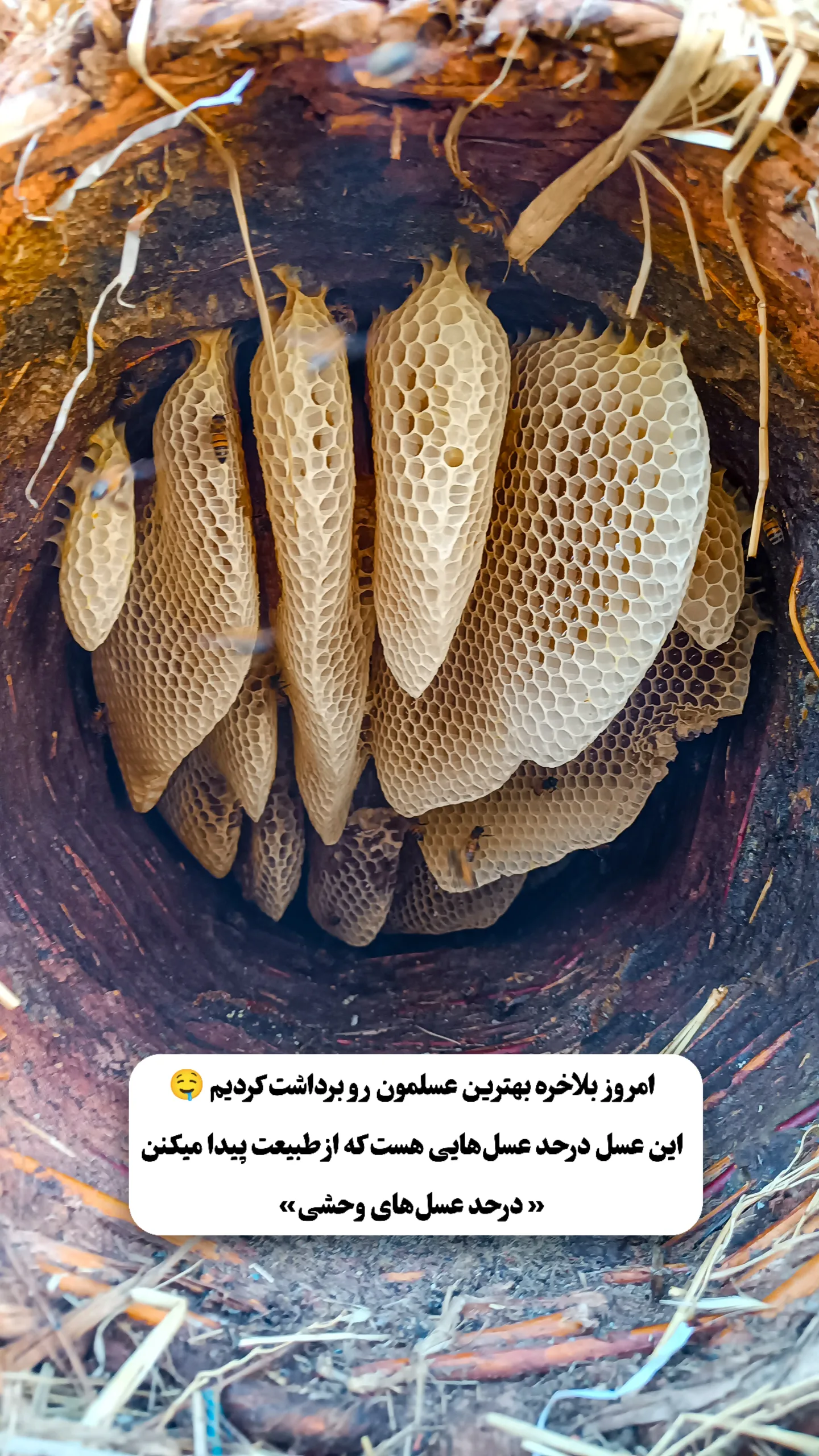 عسل علی بابا