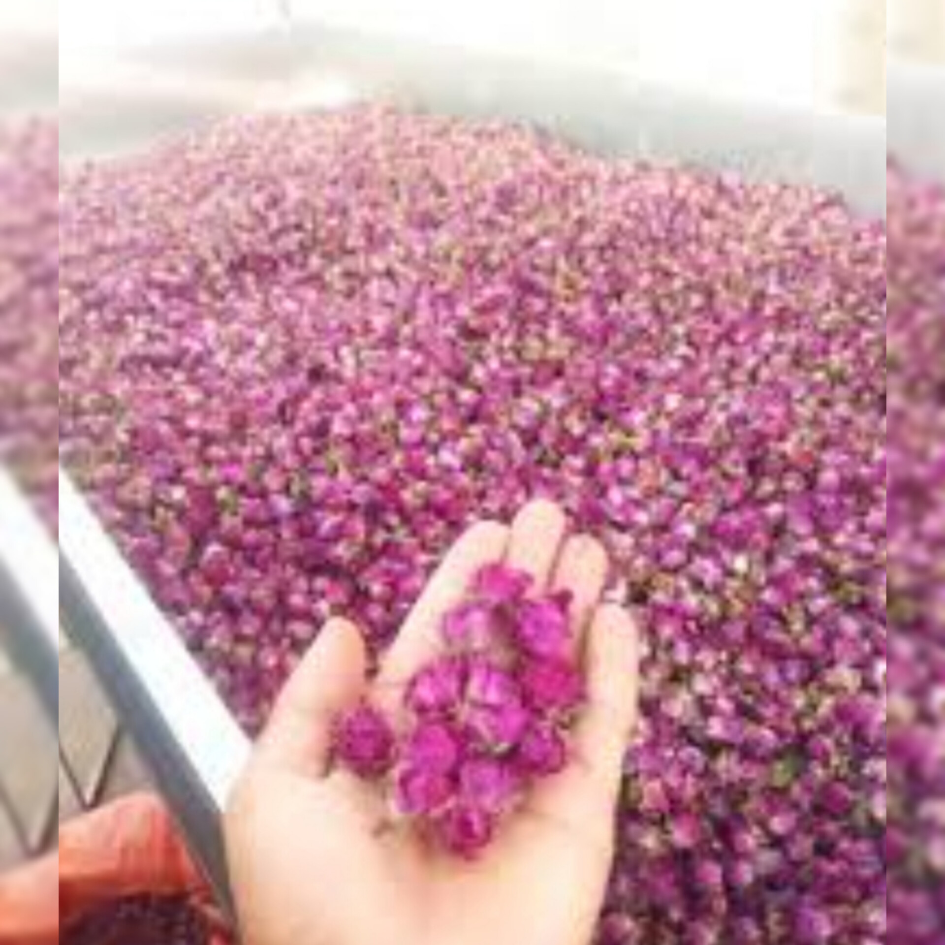 گل محمدی و پودر،گلاب،برندA.A.S