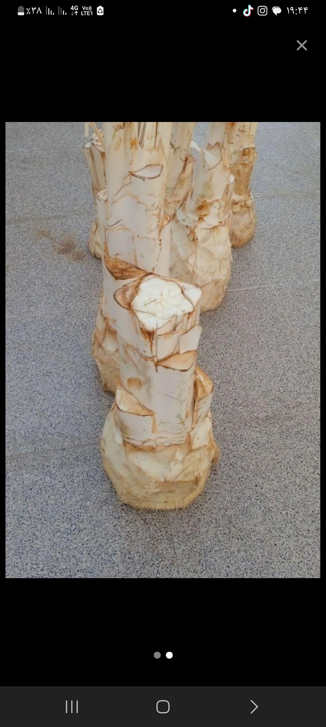 عسل درختی ..خرما ..پنیر نخل 