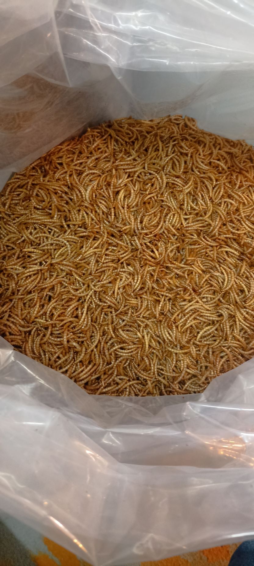 کرم میلورم خشک