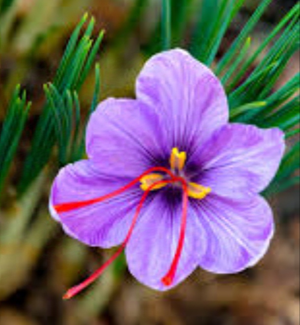 زعفران اصل درجه یک