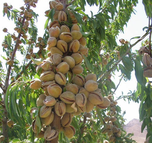 بادام درجه یک ایرانی