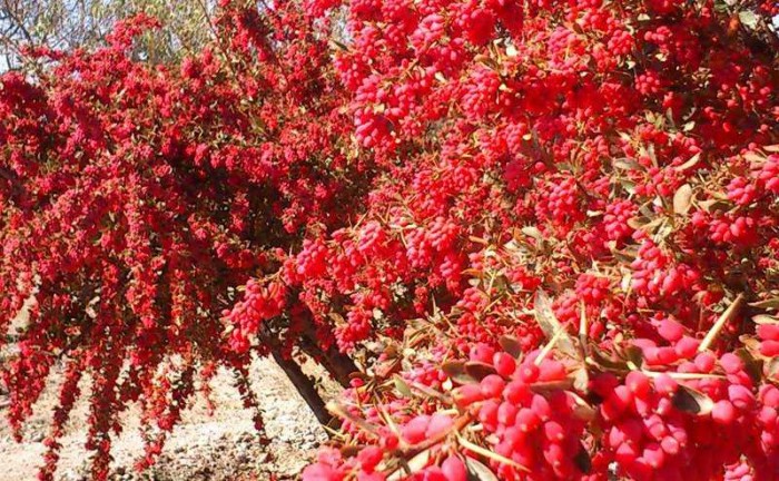 زرشک ارگانیک خراسان