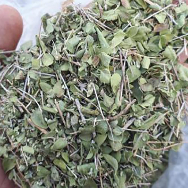 آویشن برگ پهن شیرازی