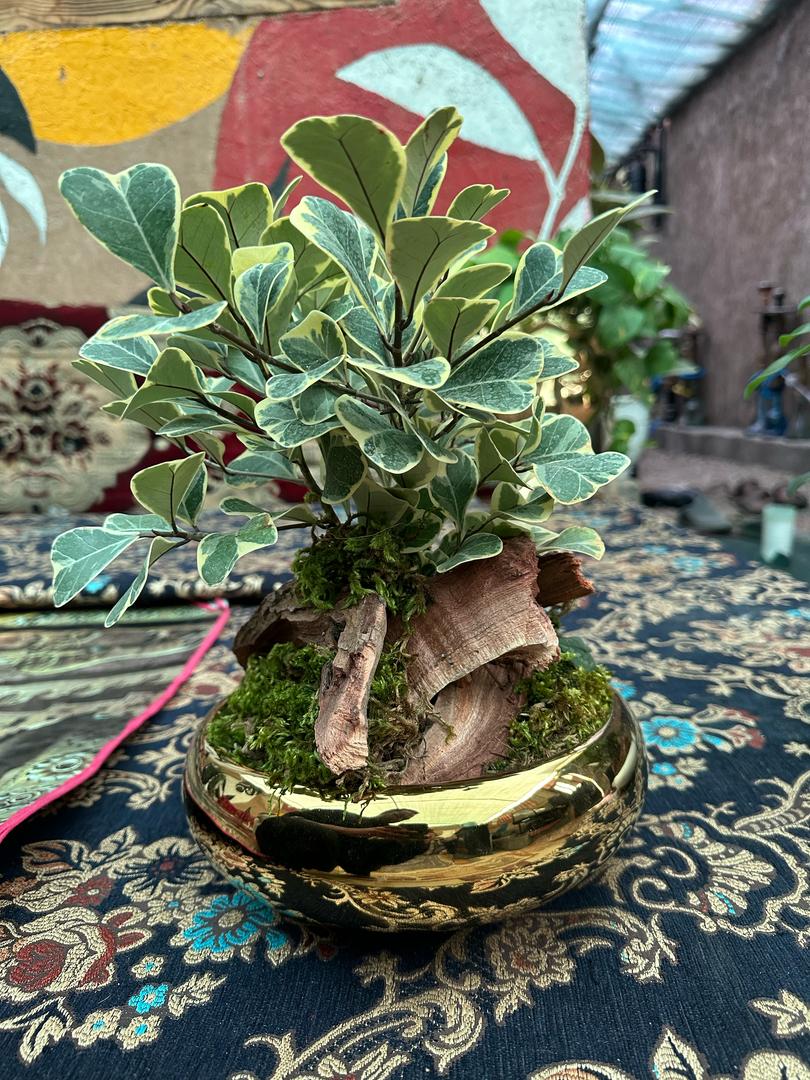 میخک هندی بن سای