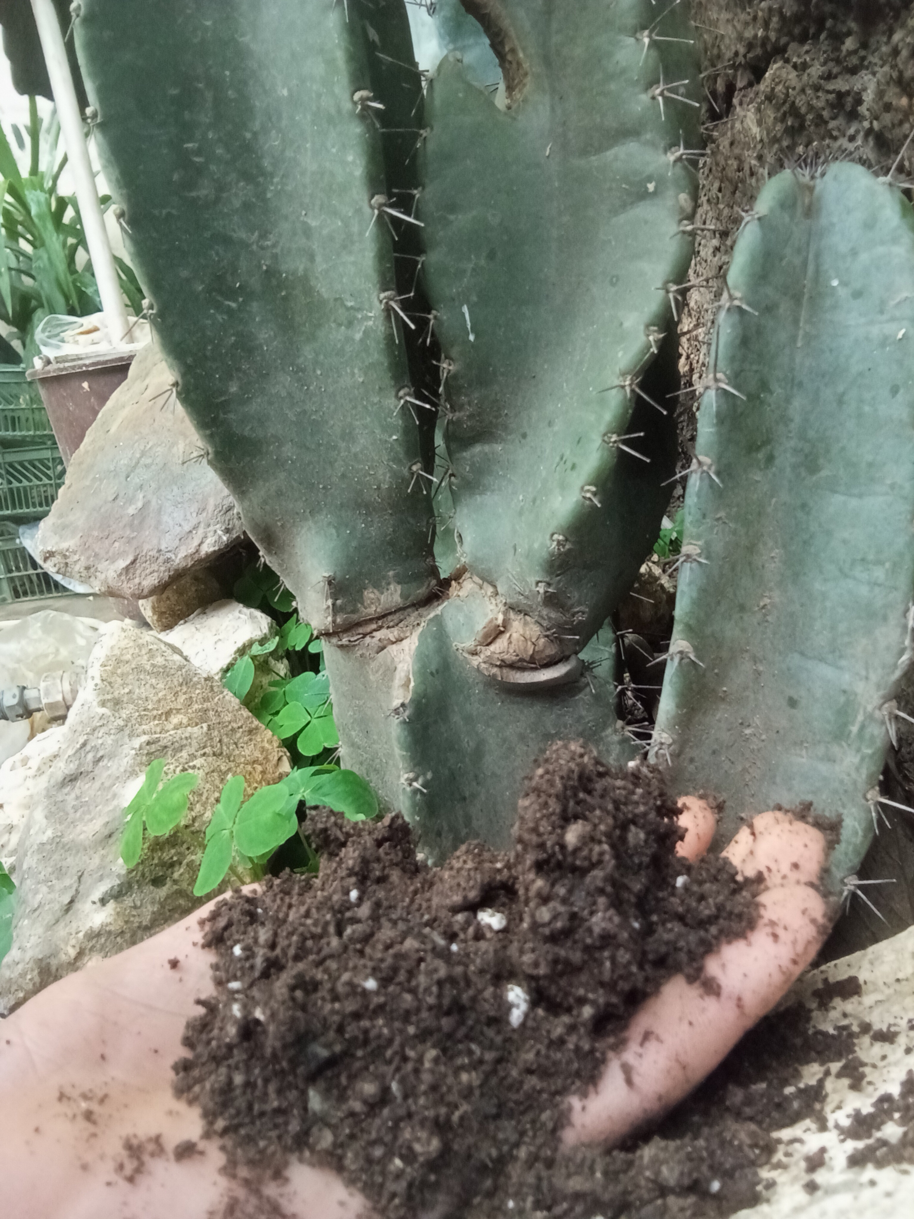 کود باغی و گلخانه آیی 