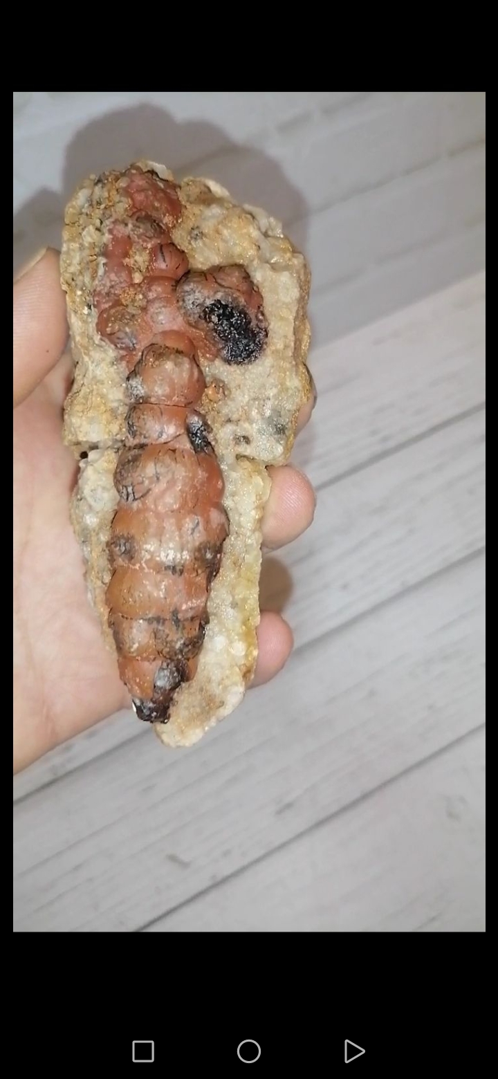 فسیل خاص و بی‌نظیر. کلکسیونی 