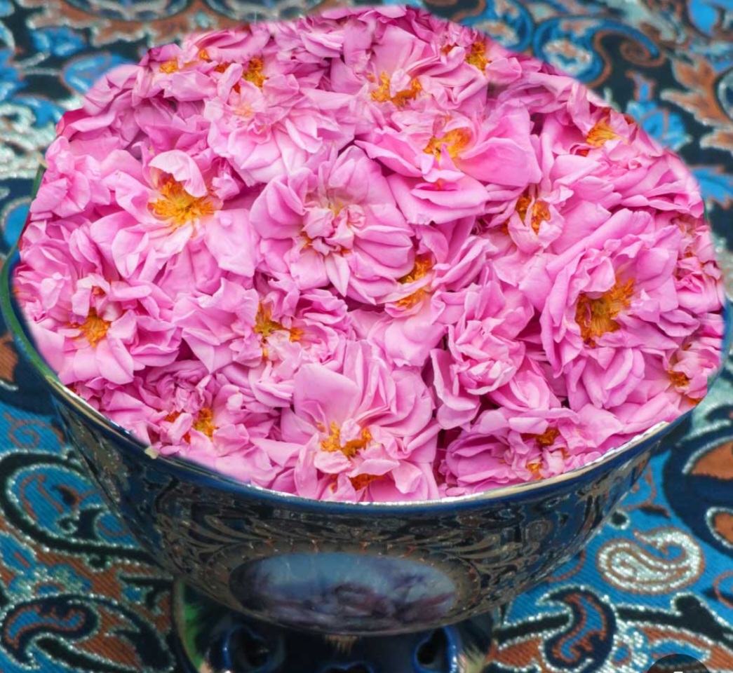 گل محمّدی 