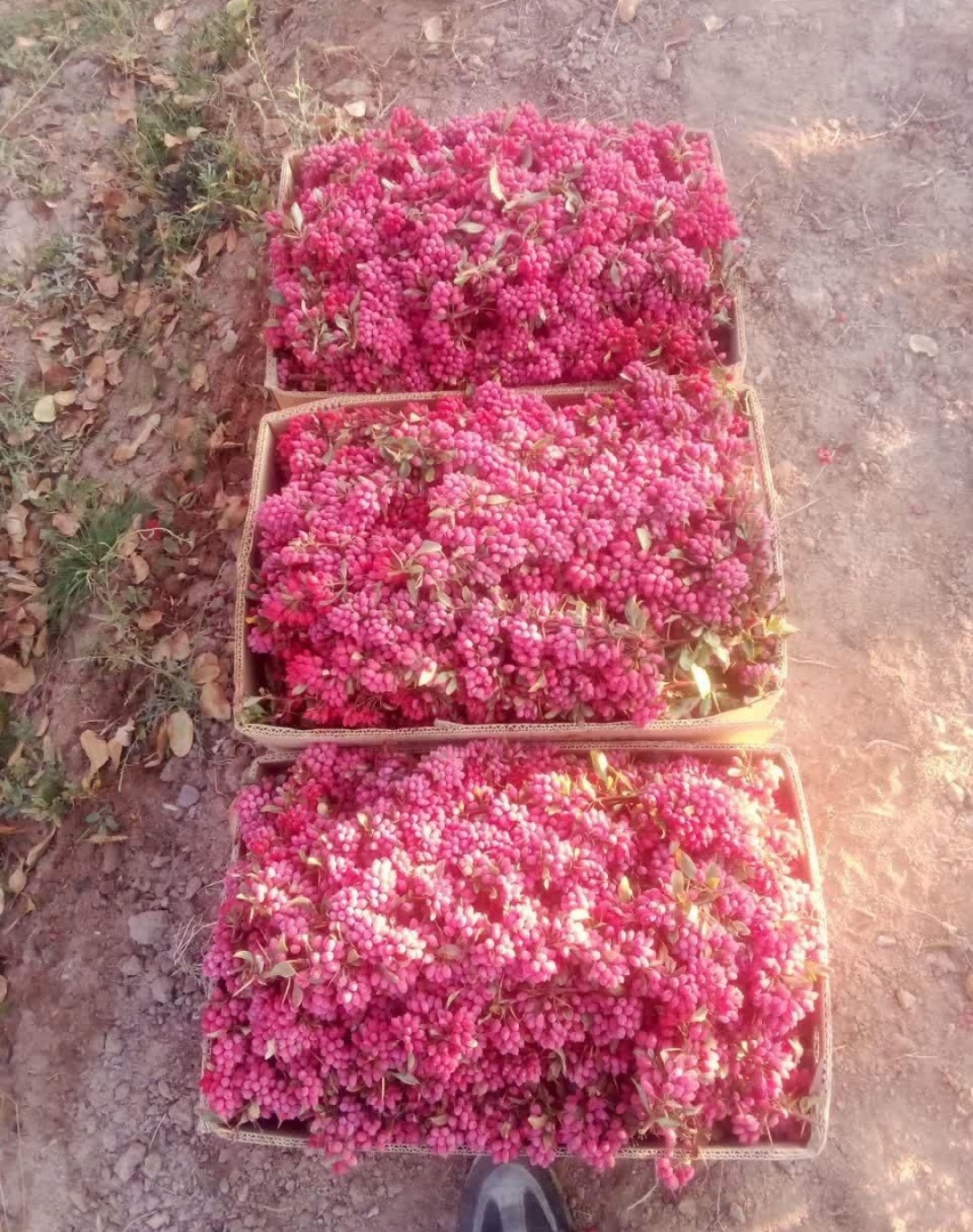 زرشک  درجه یک ممتاز