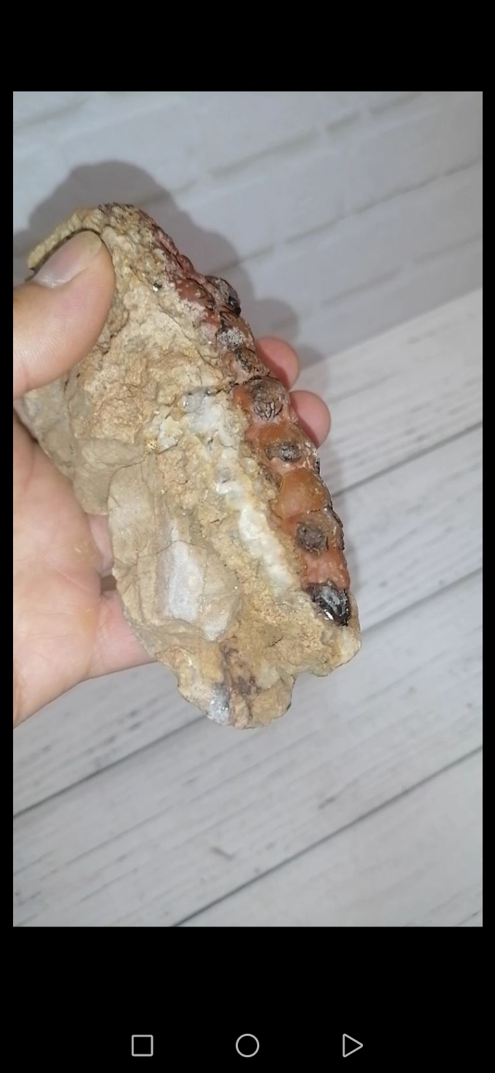 فسیل خاص و بی‌نظیر. کلکسیونی 