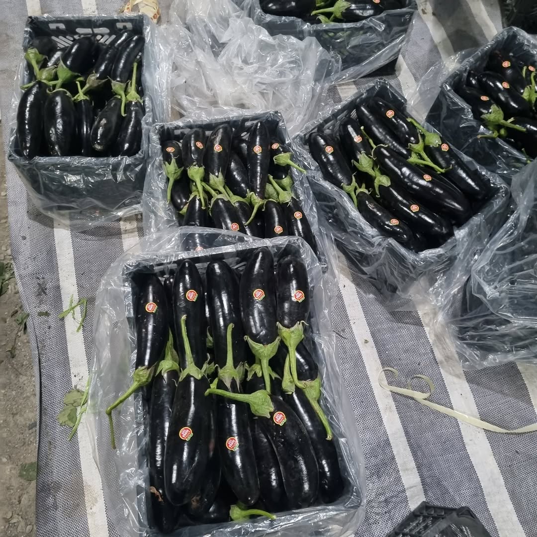 صادرات محصولات کشاورزی و باغداری