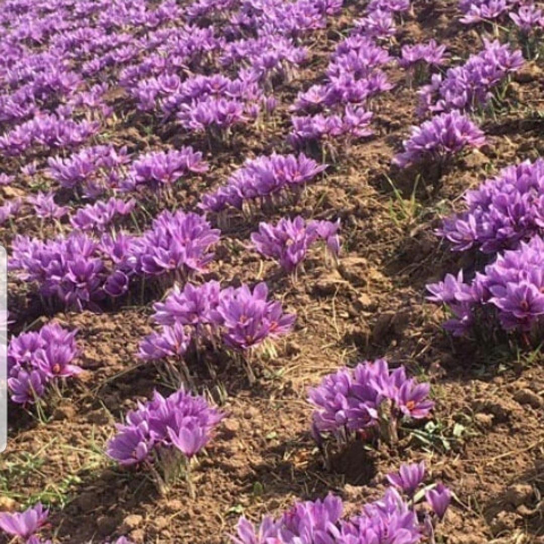 زعفران سوپر نگین لوکس