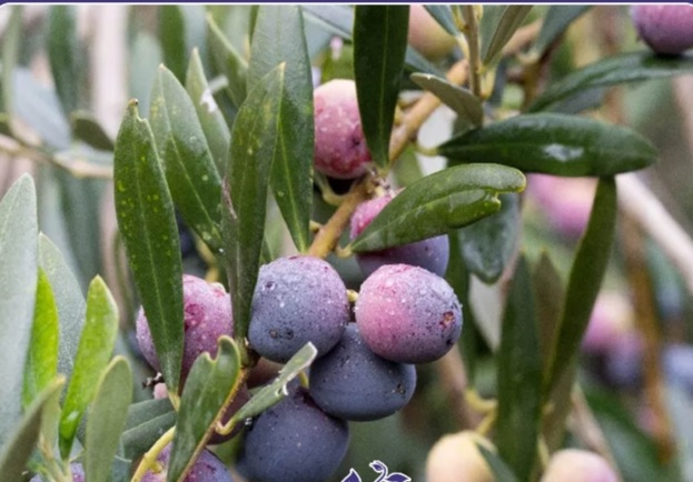 روغن زیتون اصل رودبار