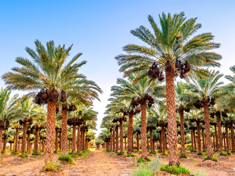 ارسال نخل زنده آماده به دبی و امارات