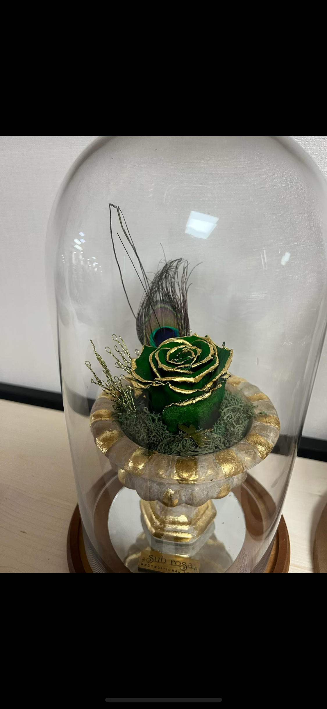 گل رز جاودان ساقه دار با لبه طلا۲۴ عیار