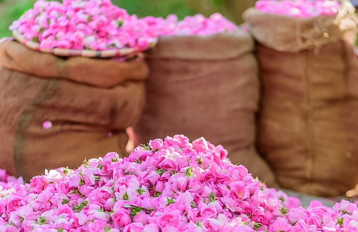 فروش گیاهان دارویی