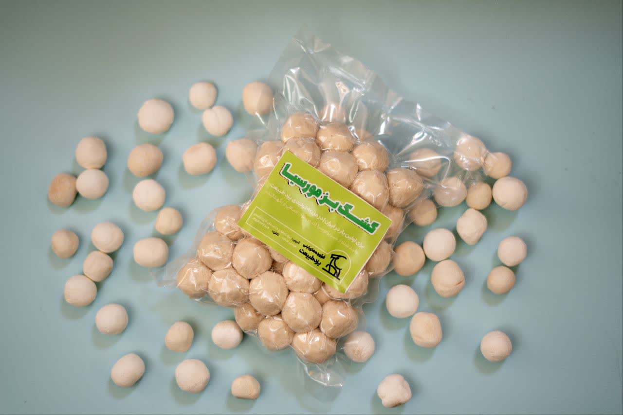 کشک  بز نژاد مورسیا