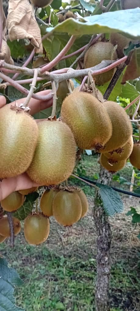 فروش میوه کیوی بصورت عمده