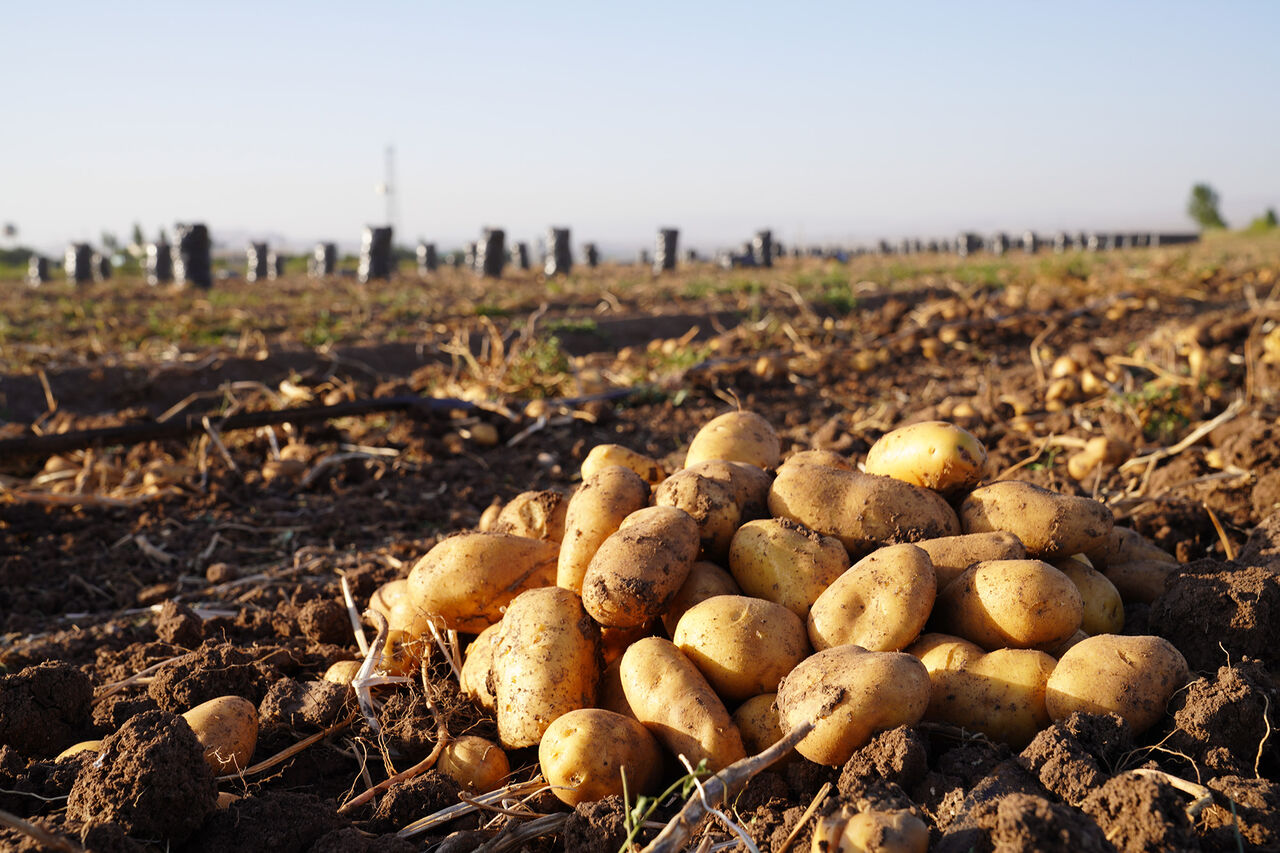 Grade 1 potatoes