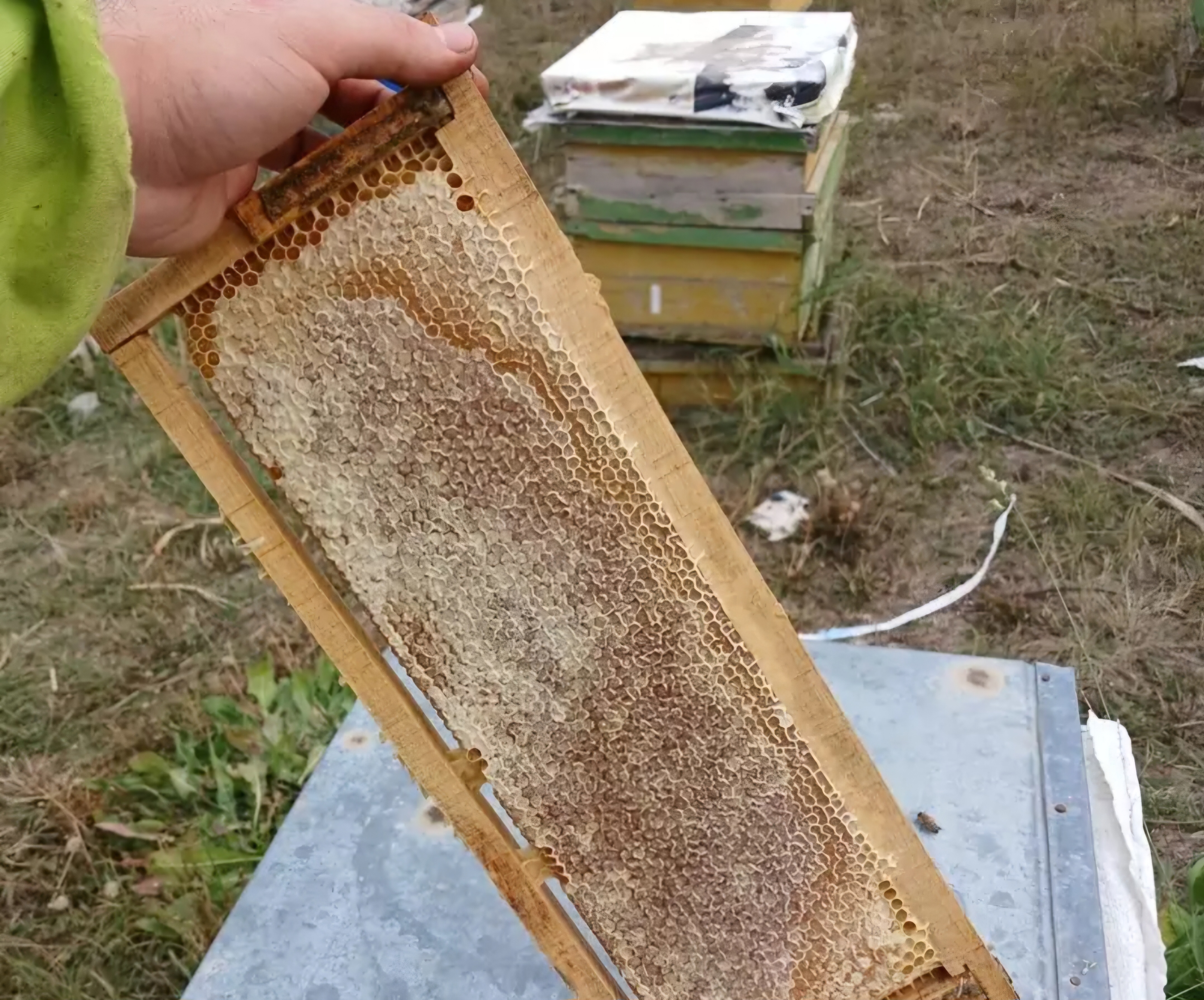 عسل ارگانیک و طبیعی