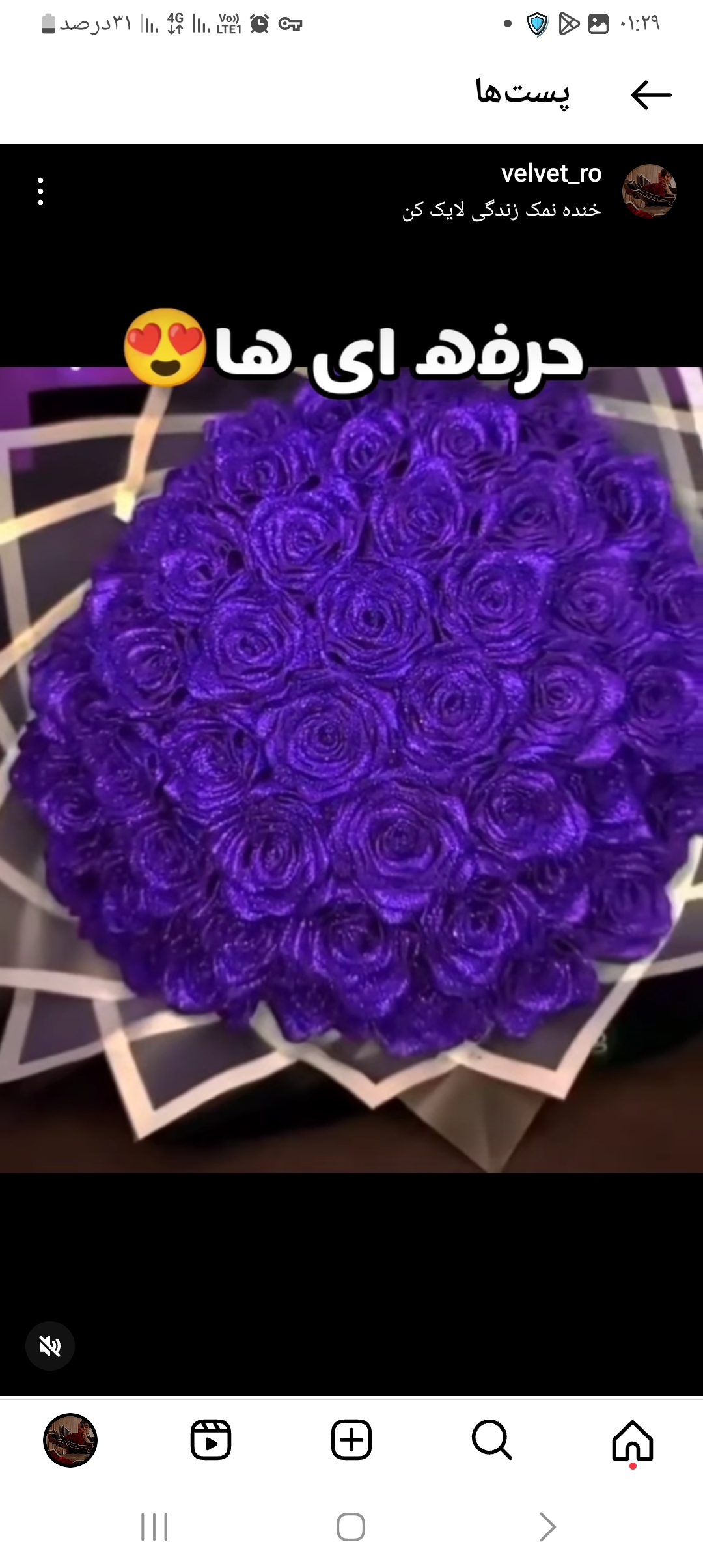 گل رز روبانی 