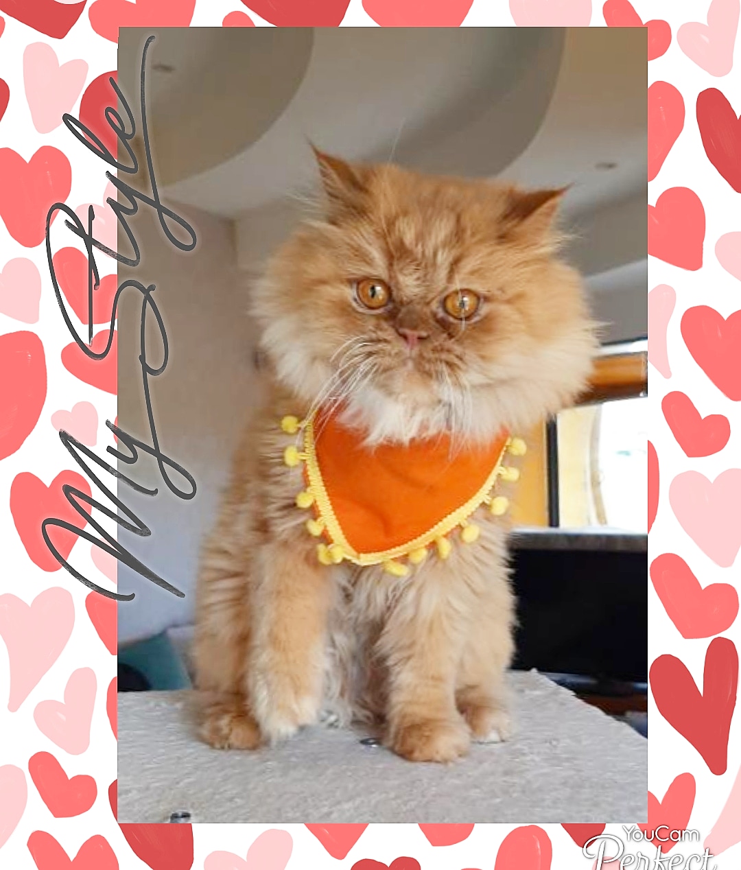 اکسسوری حیوانات خانگی